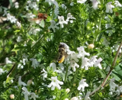 Megachile