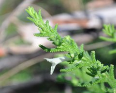 Chloanthes stoechadis