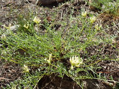 Astragalus bolanderi
