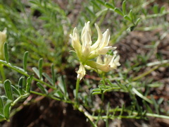 Astragalus bolanderi