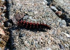 Argynnis hyperbius hyperbius