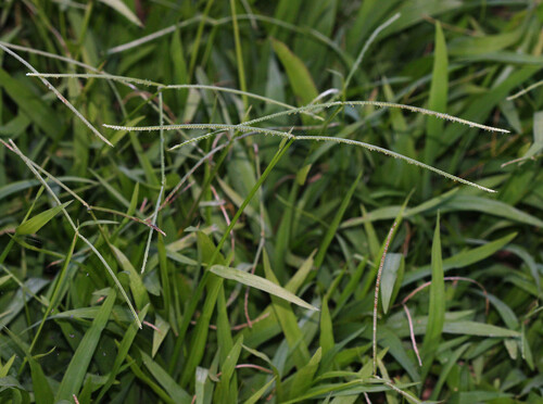 Image of Paspalum conjugatum by (c) Lachlan Copeland, some rights reserved (CC BY-SA)