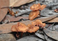 Hydnangiaceae