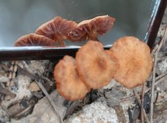 Hydnangiaceae