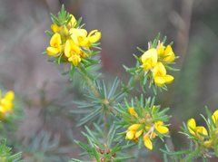 Pultenaea stipularis
