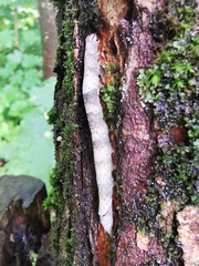 Parallelia bistriaris