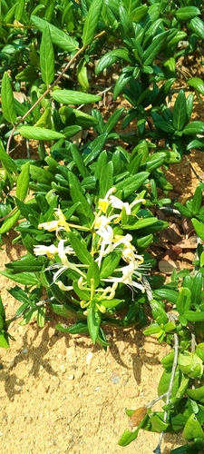Lonicera hypoglauca iNat (3)