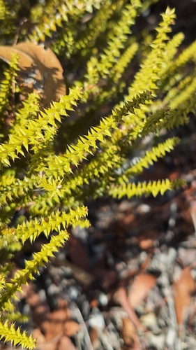Image of Australian Native Currant (Acrotriche depressa) by no rights reserved
