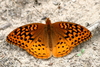 Great Spangled Fritillary - Photo (c) larryusa, some rights reserved (CC BY-NC), uploaded by larryusa