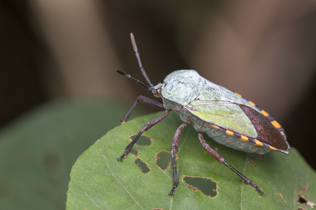 Pycanum
