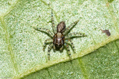 Asaphobelis physonychus