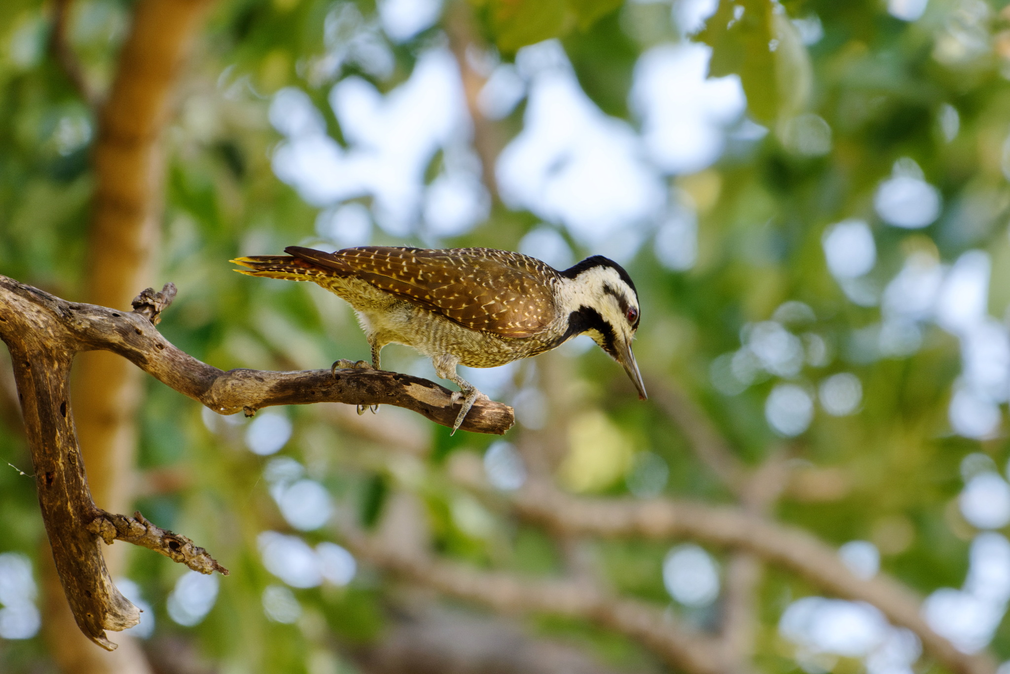 Bearded Woodpecker (Chloropicus namaquus), photo 7