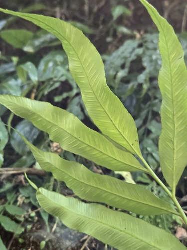 Asplenium formosae, photograph 6