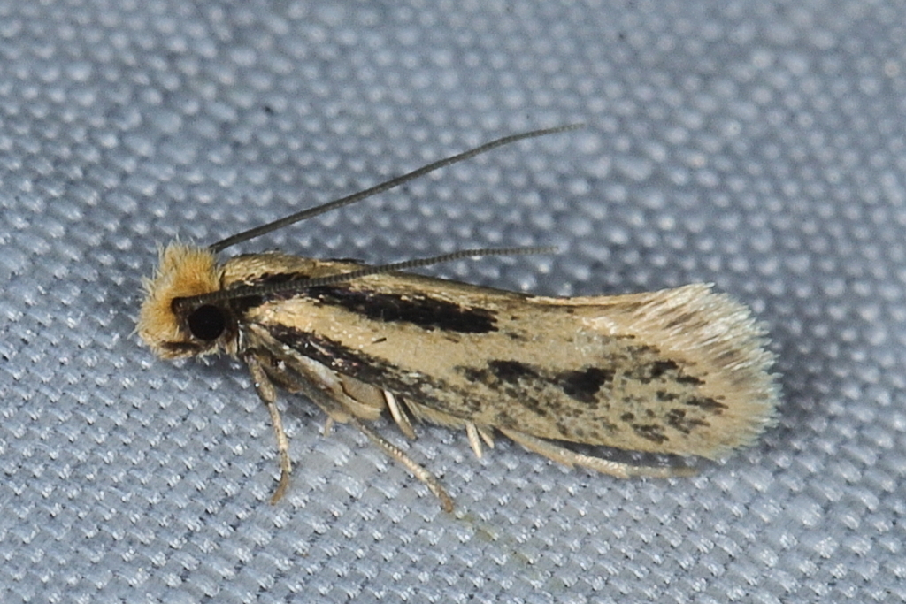 Proterospastis zebra