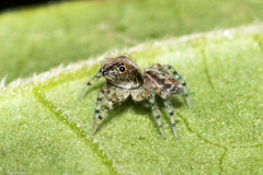 Asaphobelis physonychus