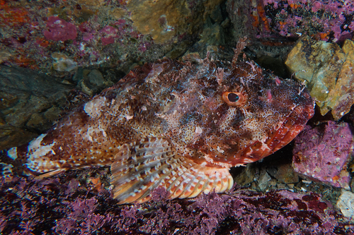Billy bougain (Scorpaena cardinalis) — Scorpaenidae — 4