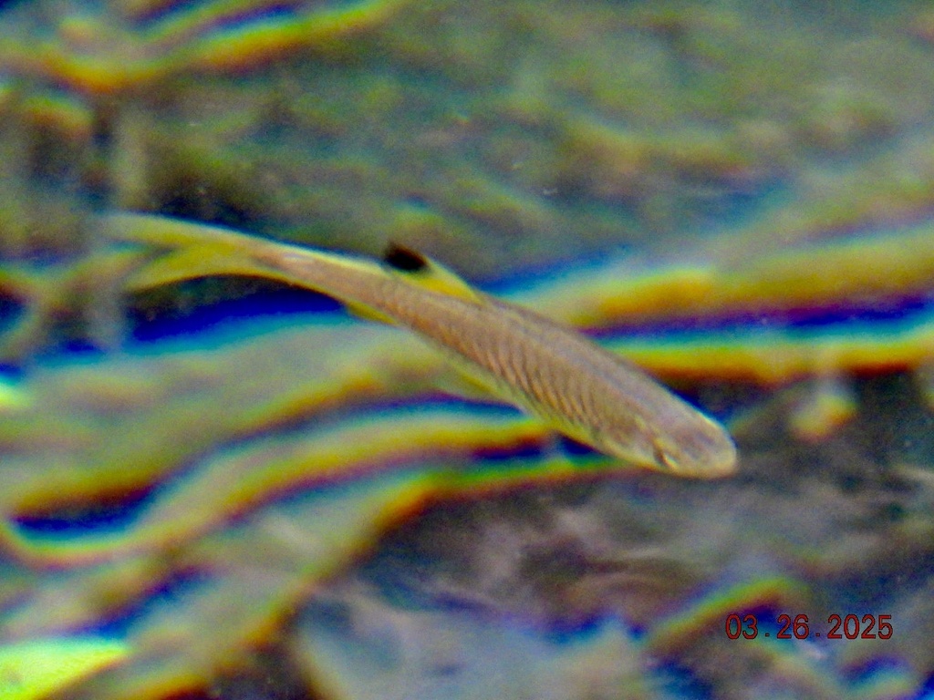 Rasbora dorsinotata
