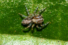 Asaphobelis physonychus