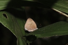 Arhopala eumolphus maxwelli