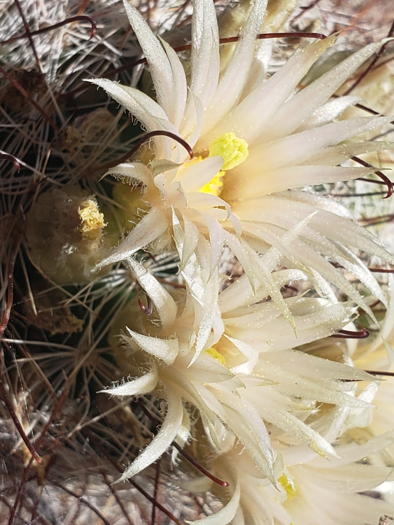 Mammillaria barbata