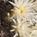 Green-flowered Pincushion Cactus - Photo (c) Joey Santore, some rights reserved (CC BY-NC), uploaded by Joey Santore