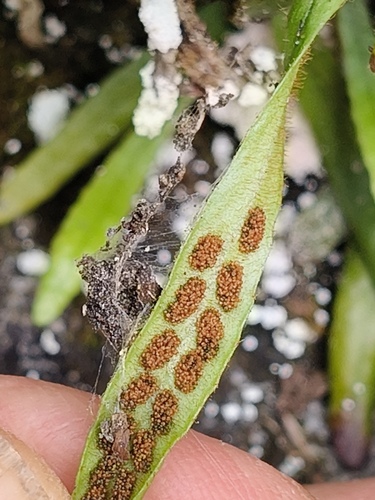 Notogrammitis patagonica observed 2025-03-24