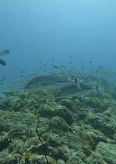 Bluefin trevally