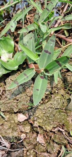 Floating Bamboo (Hygroryza aristata)
