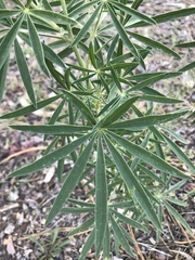 Lupinus hyacinthinus