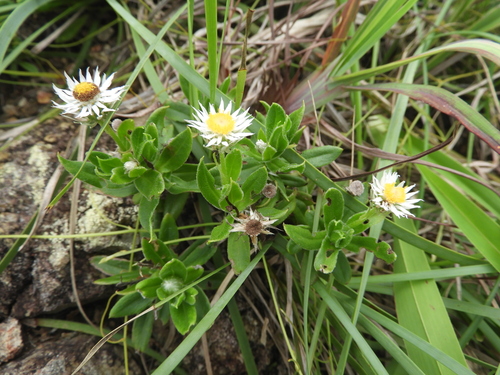 Helichrysum lanuginosum, 2025-03-24