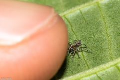 Asaphobelis physonychus