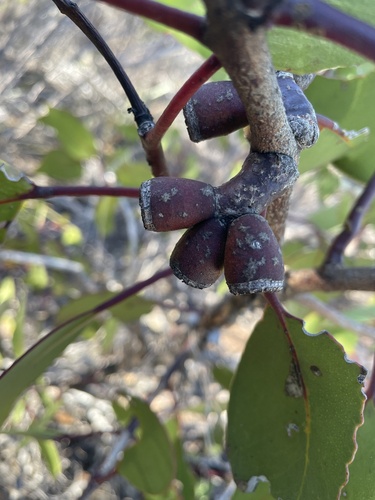 Eucalyptus grossa 2
