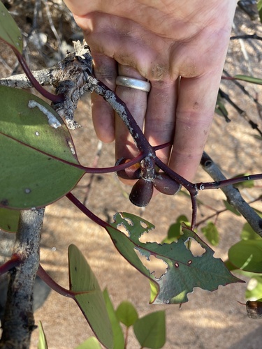 Eucalyptus grossa 3