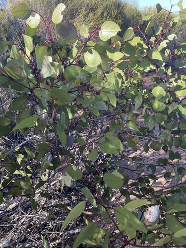 Eucalyptus grossa 4