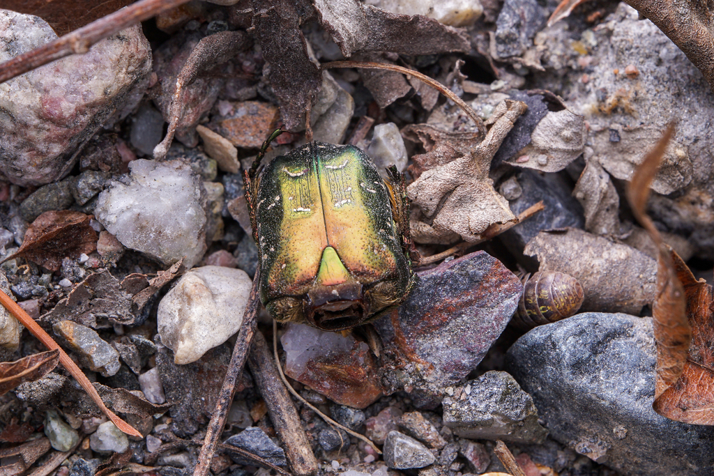 Protaetia multifoveolata