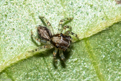 Asaphobelis physonychus