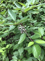Cornus sericea