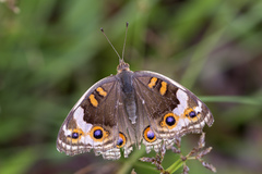 Junonia orithya wallacei
