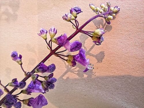 Oribi spurflower (Plectranthus oribiensis)