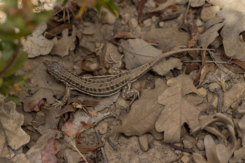 Spiny-footed Lizard