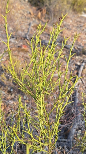 Image of Acacia continua by no rights reserved