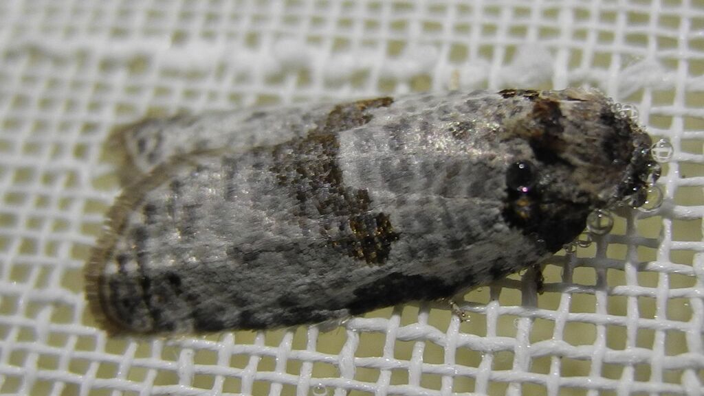 Pseudeulia asinana