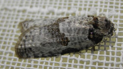 Pseudeulia asinana