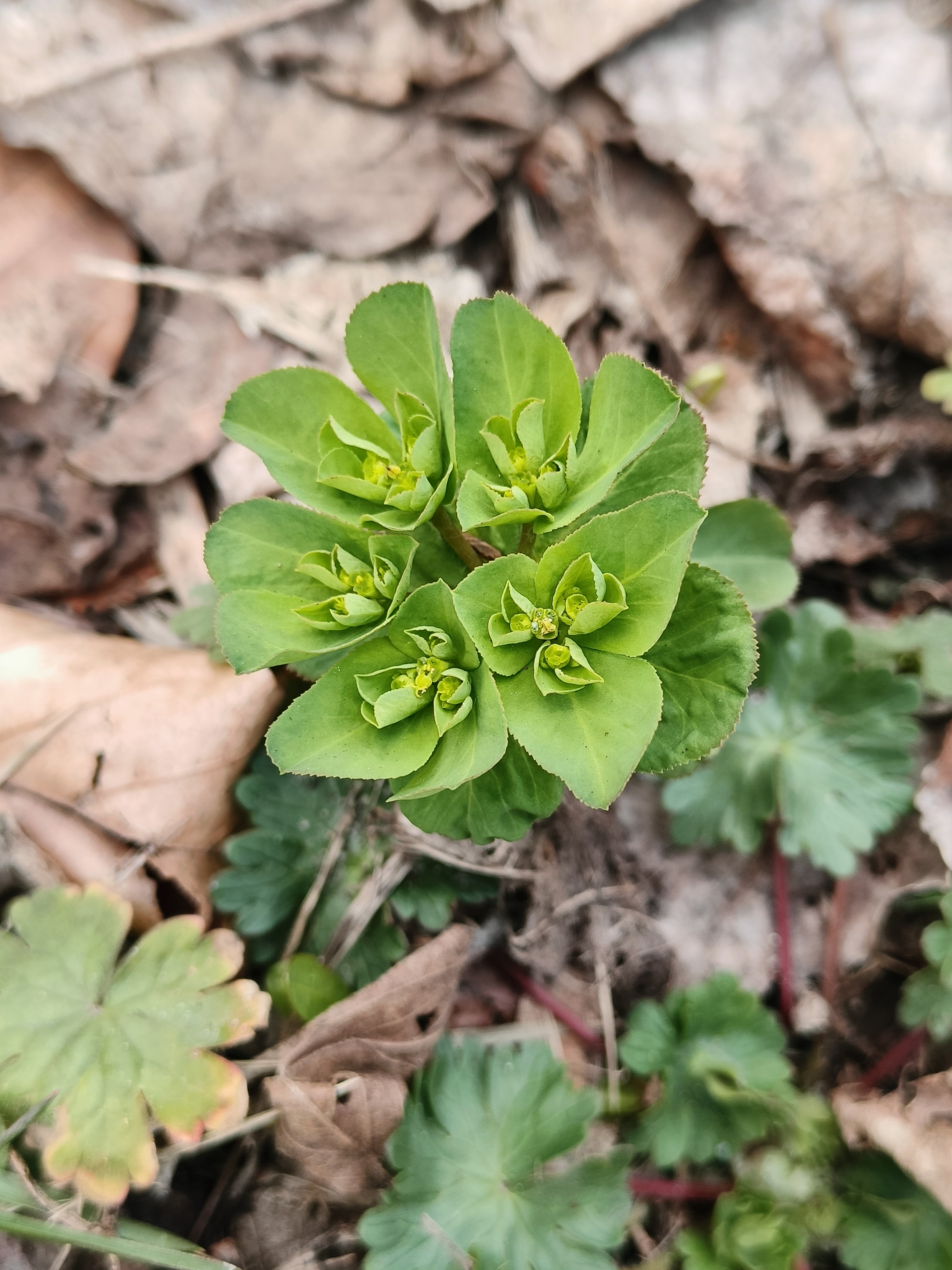 Euphorbia helioscopia ssp. helioscopia