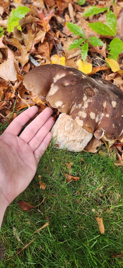 Boletus edulis · March 2025 · photo: © squidney8 (iNaturalist, cc0)
