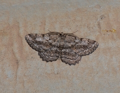 Hypomecis crassestrigata