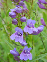 Penstemon venustus