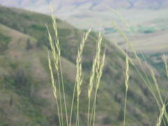 Pseudoroegneria spicata