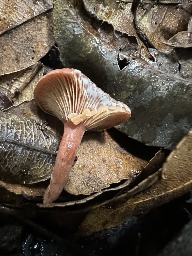 Lactarius eucalypti · March 2025 · photo: © prossington (iNaturalist, cc-by)