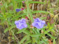 Scutellaria angustifolia